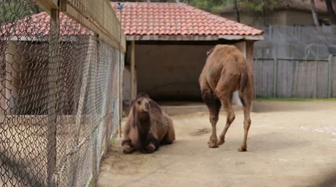 Two dromedaries in a cage on a farm, Two dromedaries in a cage on a farm. Stock Footage 62858571