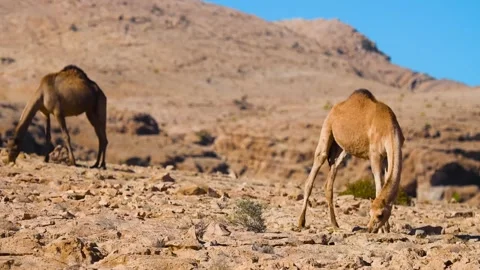 Two dromedary camels graze on sparse vegetation in a rocky, arid landscape Video stock 318650169