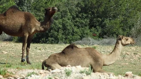 Two dromedary from a far Stock Footage 238625964