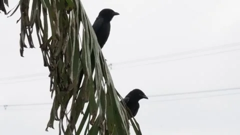 Two drongo birds are perching on a banana leaf Stock Footage 314521803