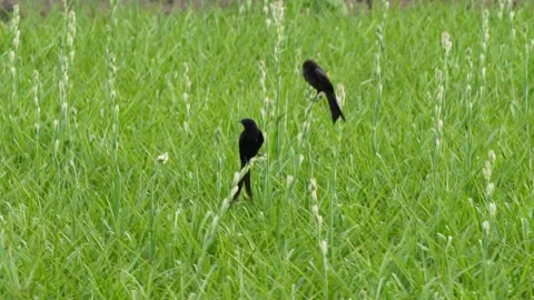 Two drongo birds are perching on the tuberose stick Stock Footage 314577632