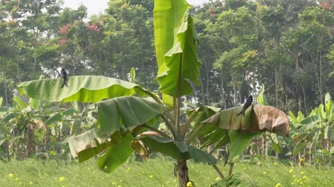 Two Drongo birds are perching on the banana leaves Stock Footage 332535847
