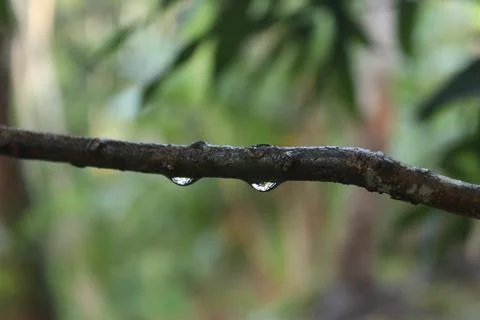Two drop of water on a branch of a tree Stock Photos