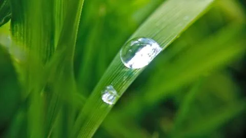 Two drops on the green leaf, shooting close-up Stock Photos