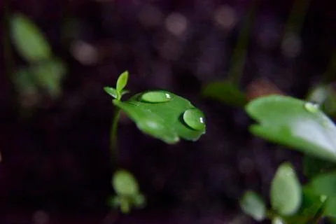 Two drops of water on the green leaf Stock Photos