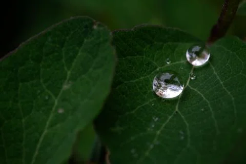 Two Drops of Water on a Green Leaf Stock Photos