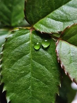 Two drops of water on a green leaf Stock Photos