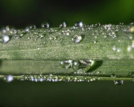 Two drops of Water inside a rolled Leaf of Grass Foto stock