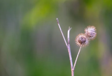 Two dry burrs Stock Photos