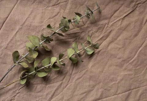Two dry eucalyptus branches on a crumpled textile background Stock Photos