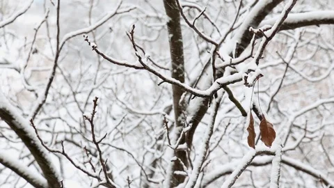 Two dry leaves are hanging on a branch of a snow covered tree under snowfall. Stock-Footage 101658287