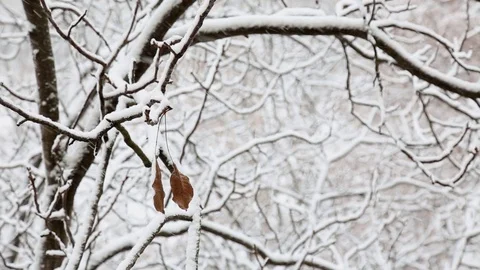 Two dry leaves are hanging on a branch of a snow covered tree under snowfall. Video stock 101658302