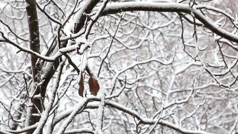 Two dry leaves are hanging on a branch of a snow covered tree under snowfall. Video stock 101658313