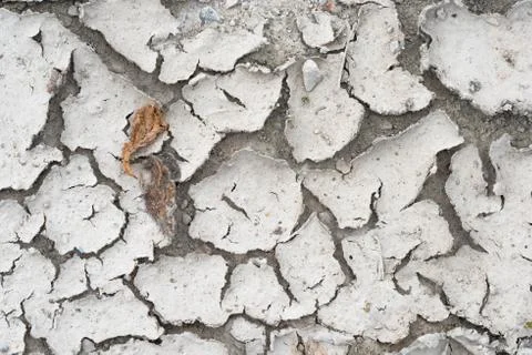 Two dry leaves on a dry ground Stock Photos