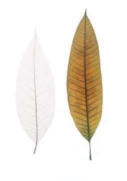 Two dry leaves Stock Photos