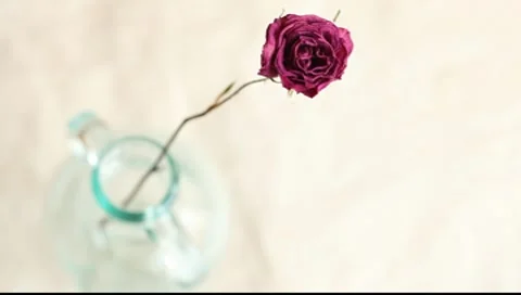 Two dry roses Vídeos de archivo 8835818