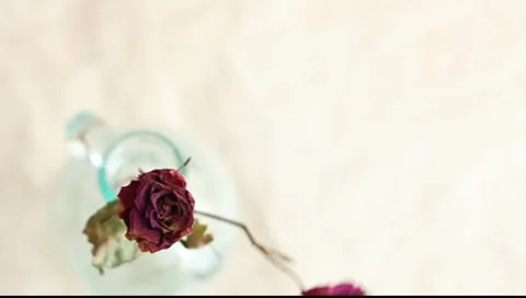 Two dry roses Video stock 8835833