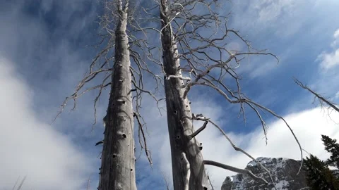 Two dry trees against blue sky, thin clouds, and sun in winter. Stock Footage 196777892