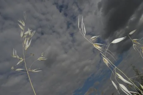 Two dry wheat branches Stock Photos