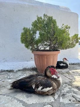 Two duck on the beach Greece Fotos de archivo