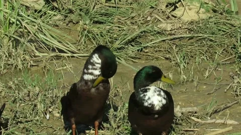 Two duck Stock Footage 155192280
