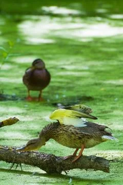 Two duck Photos