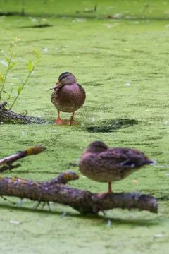 Two duck Fotos Stock