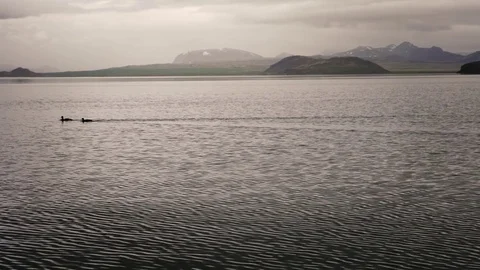 Two Duck in Pond Stock Footage 83318636