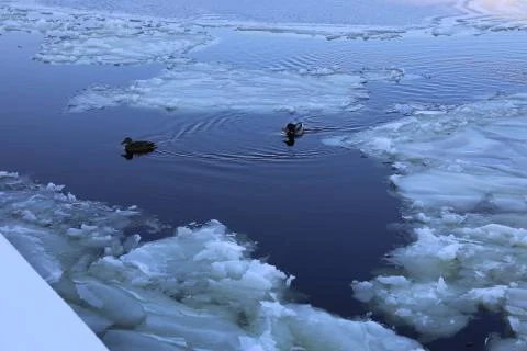 Two duck in the river cold winer lake Stock Photos