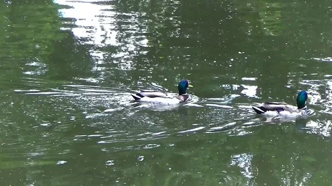 Two duck swimming on the lake Stock Footage 77209341