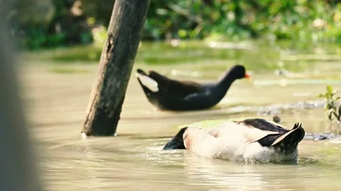 Two duck swimming in water pool Video stock 203166243