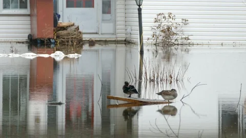 Two duck in the water in front of a home flooded Stock Footage 112019508