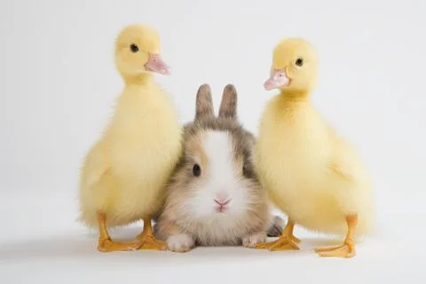 Two ducklings and rabbit, studio shot Stock Photos