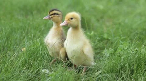 Two ducklings brothers Video stock 11357979