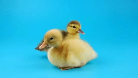 Two ducklings of different breed, sitting, looking around, quacks Stock Footage 97168008