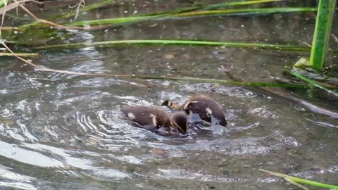Two ducklings dive and bathe in a lake, splashing and moving through the water Stock Footage 342498947