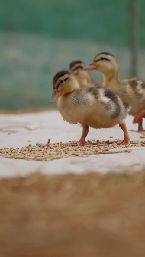 Two ducklings eat scattered feed on the floor in a simple farm pen with a soft g Stock Footage 345880499