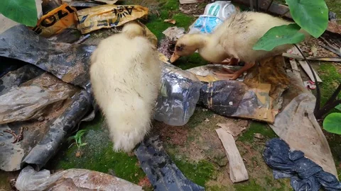 Two ducklings 스톡 동영상 112762672