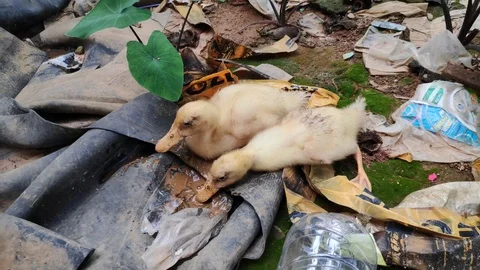 Two ducklings Video stock 112762674