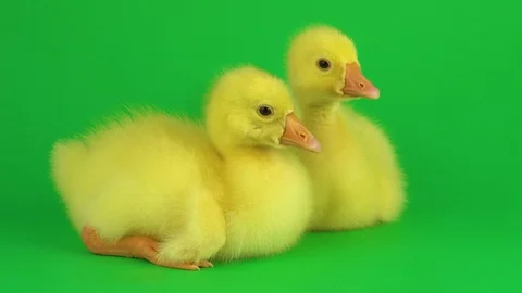 Two ducklings on a green screen Stock Footage 106091083