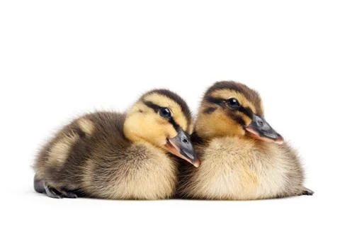 Two ducklings isolated on white Foto stock
