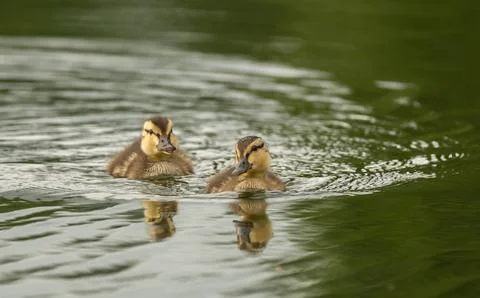 Two ducklings Stock Photos