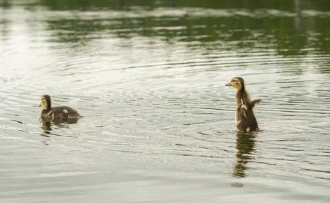 Two ducklings Stock Photos