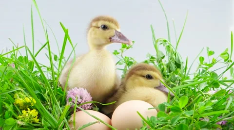 Two ducklings sitting in grass near eggs Video stock 52264309