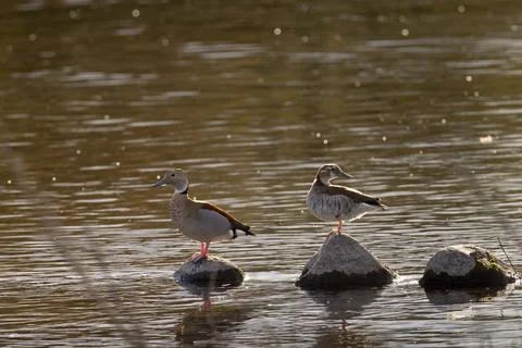 Two ducklings stand on rocks in calm water Stock Photos