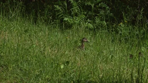 Two ducklings walking alert through tall grass Stock Footage 329034021