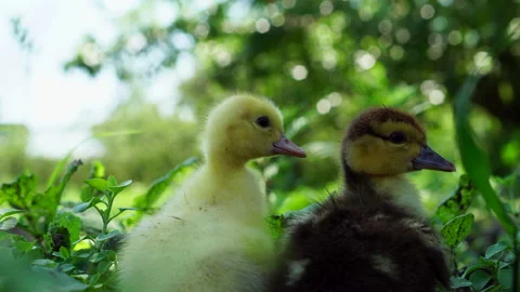 Two ducklings were lost in the thick grass Vidéo 140228901