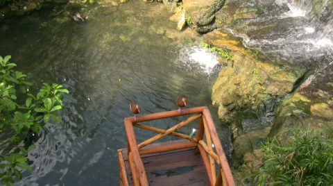 Two ducks 2 Stock Footage 369620