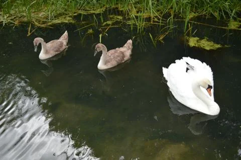 Two ducks and a swan Stock Photos