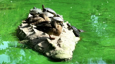 Two ducks and turtles on an artificial island in the middle of a pond Stock Footage 104456698